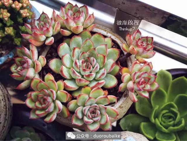 肉肉养在露台夏季要遮阳吗,露养夏天也不遮阳吗