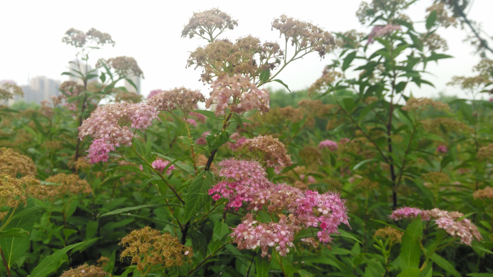 斐讯全系列产品,斐讯小手机