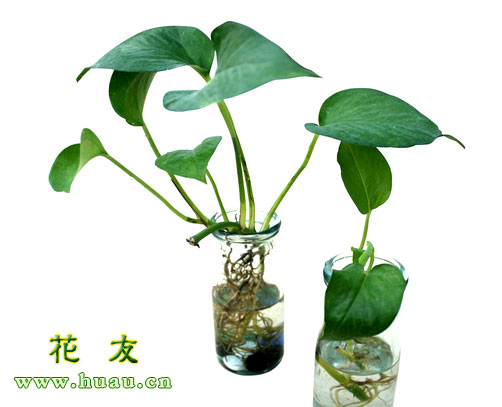 绿萝花语文案,绿萝花语和寓意