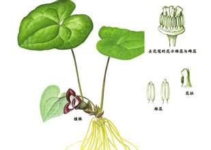 剂量越大毒性越低的药,药量太大能不能解毒