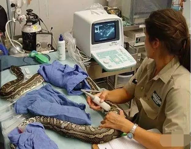 蟒蛇为什么总是爱抱着人睡觉,蟒蛇一个礼拜不吃不喝