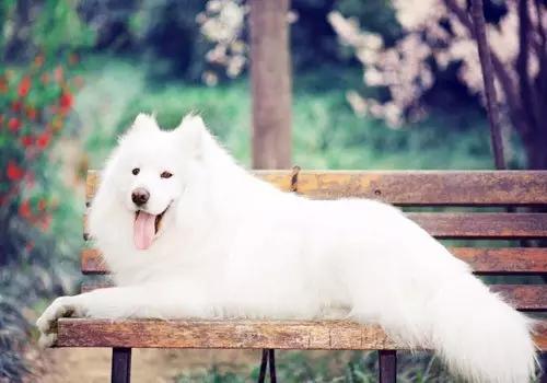 萨摩耶犬常见疾病,萨摩耶常见疾病和原因