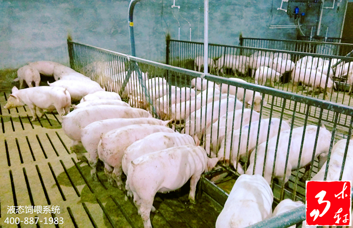 国内猪肉这么多为啥还要进口猪肉,现在猪肉这么便宜是进口肉吗