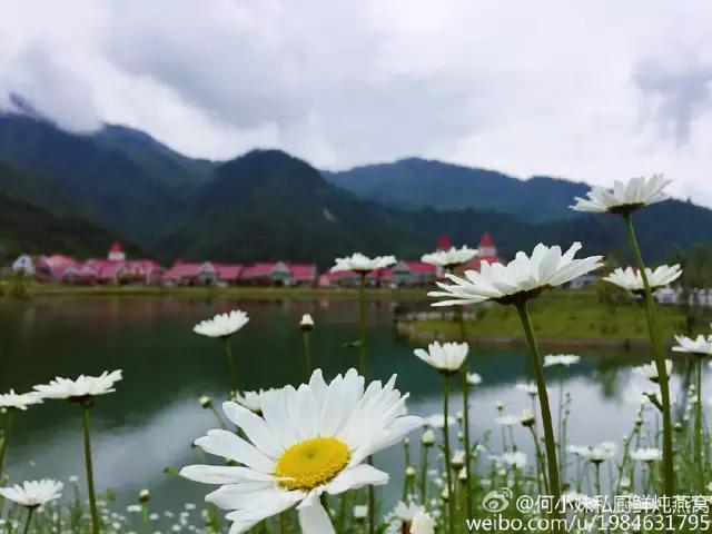 西岭村露营,西岭露营地