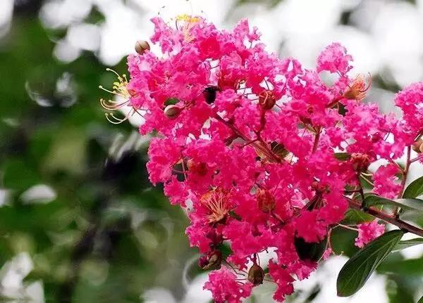 迎接父亲节：紫溪半岛的2000株紫薇花竞相绽放！限时免费欣赏