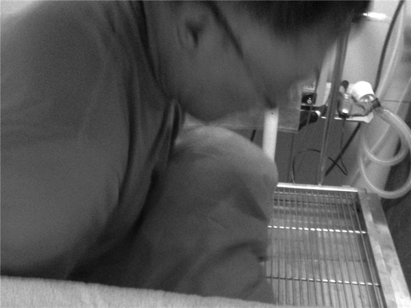 什么情况下狗狗做安乐死,什么情况建议狗狗安乐死