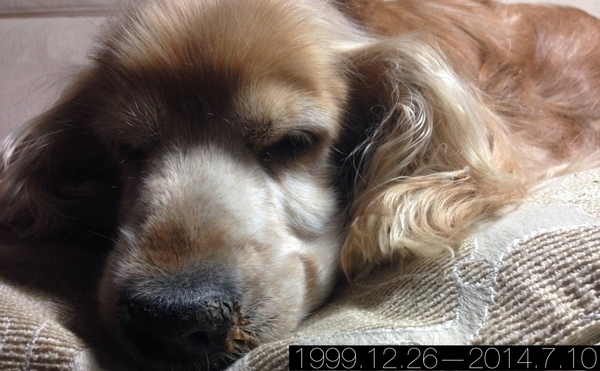 什么情况下狗狗做安乐死,什么情况建议狗狗安乐死