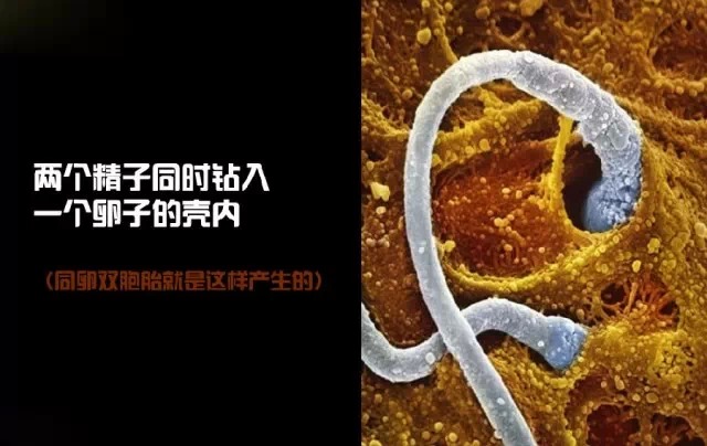 造人计划之前需要做的事,造人计划必须做的事