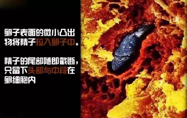 造人计划之前需要做的事,造人计划必须做的事