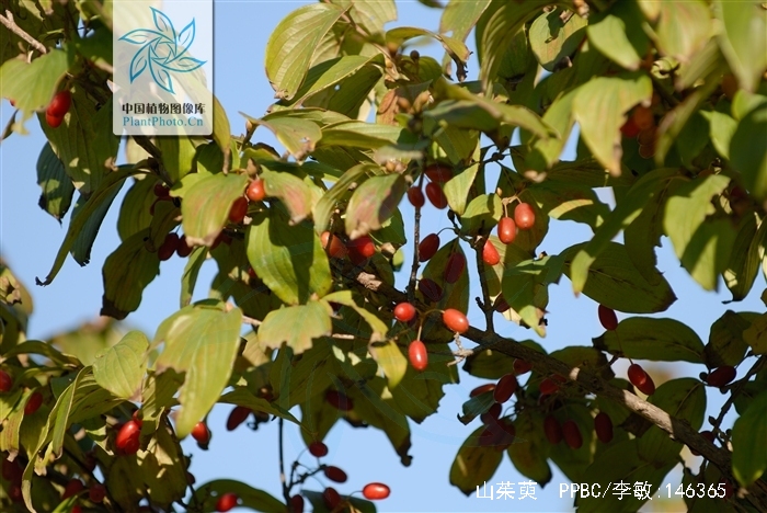 腰膝酸痛耳鸣吃什么中成药,西医怎么治疗腰膝酸软头晕耳鸣