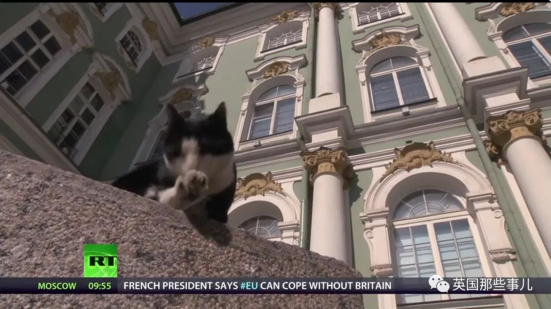 俄罗斯冬宫猫,俄罗斯冬宫里的猫