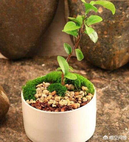 茶叶也能做盆景,家庭种植茶叶盆景