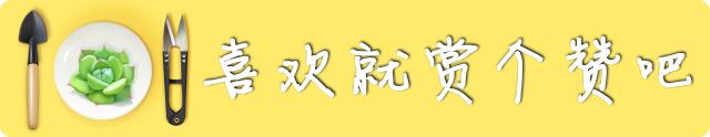 多肉已中毒视频,多肉中毒