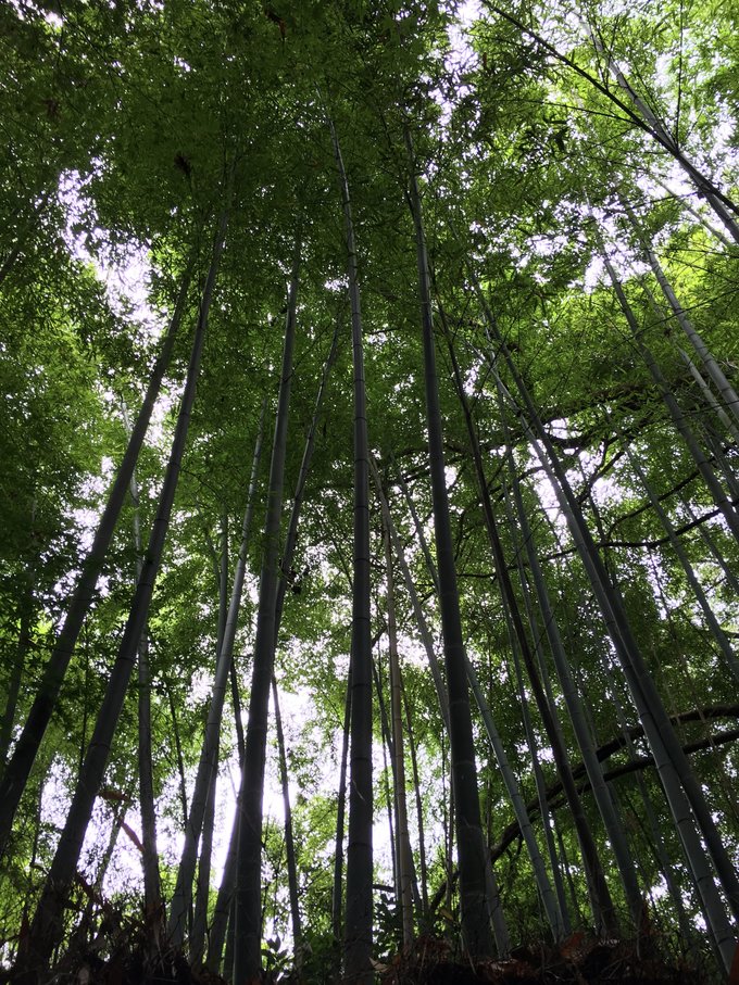 年假连端午，二次进日，关西8日游：京都、岚山（嵯峨野观光小火车、岚电）、奈良、环球影城