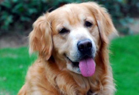 宠物离世如何面对家人,失去宠物怎么走出悲伤要多长时间