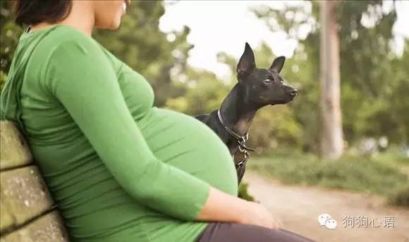 怀孕养狗真的会造成胎儿畸形么,怀孕期间家里养狗对宝宝有影响吗