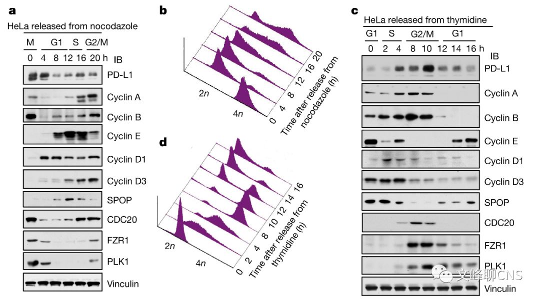 细胞周期与肿瘤治疗,肿瘤细胞的免疫逃逸与免疫治疗