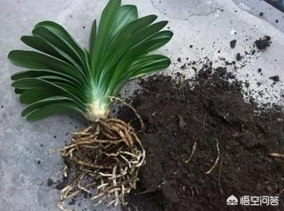 阿司匹林肠溶片对养花有什么好处,阿司匹林养花最佳方法