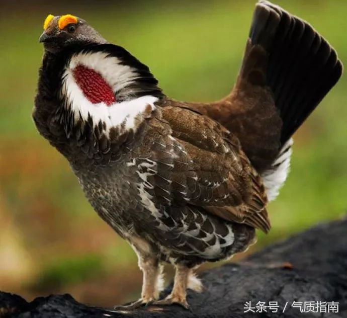 代购骗局朋友圈,朋友圈代购真实案例