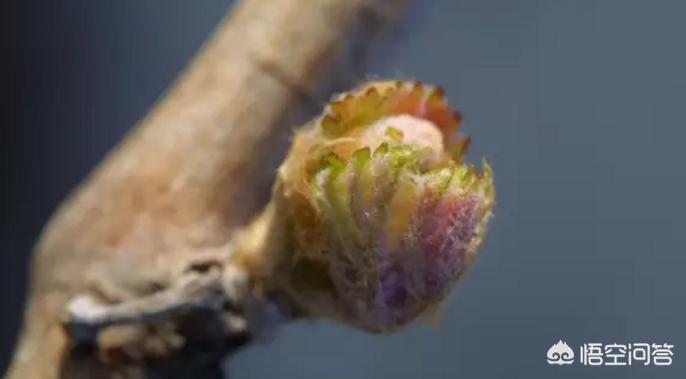 葡萄全年管理周期表,葡萄全年管理用药