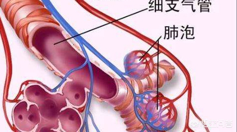 肺大泡不可以用力屏气不能提拉重物,可能导致其增大甚至破裂