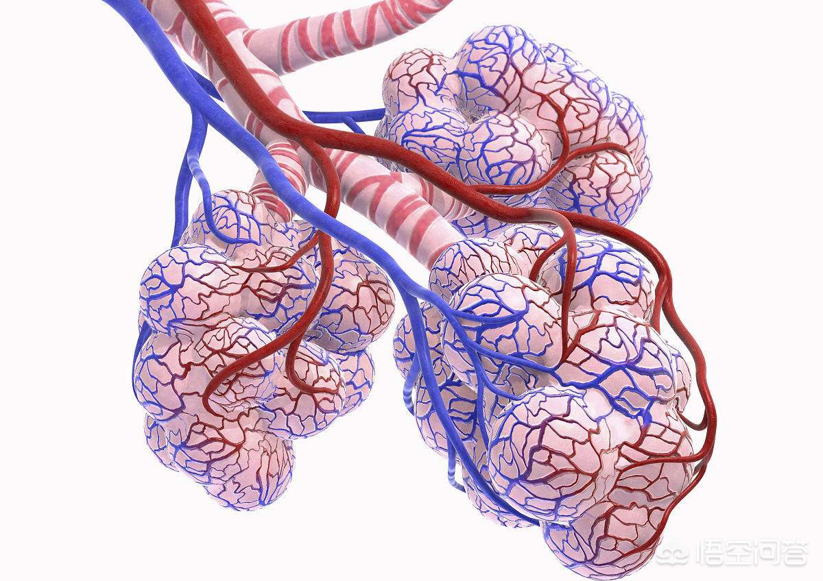 肺大泡不可以用力屏气不能提拉重物,可能导致其增大甚至破裂