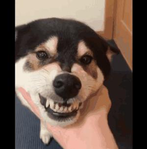 一嘴钢牙搞笑图,搞笑gif趣图来自女朋友的恶作剧