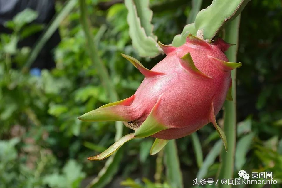 柬埔寨的特色水果有哪些,柬埔寨十大热带水果