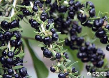 黑枸杞是新鲜的好还是陈年的好,黑枸杞是不是野葡萄