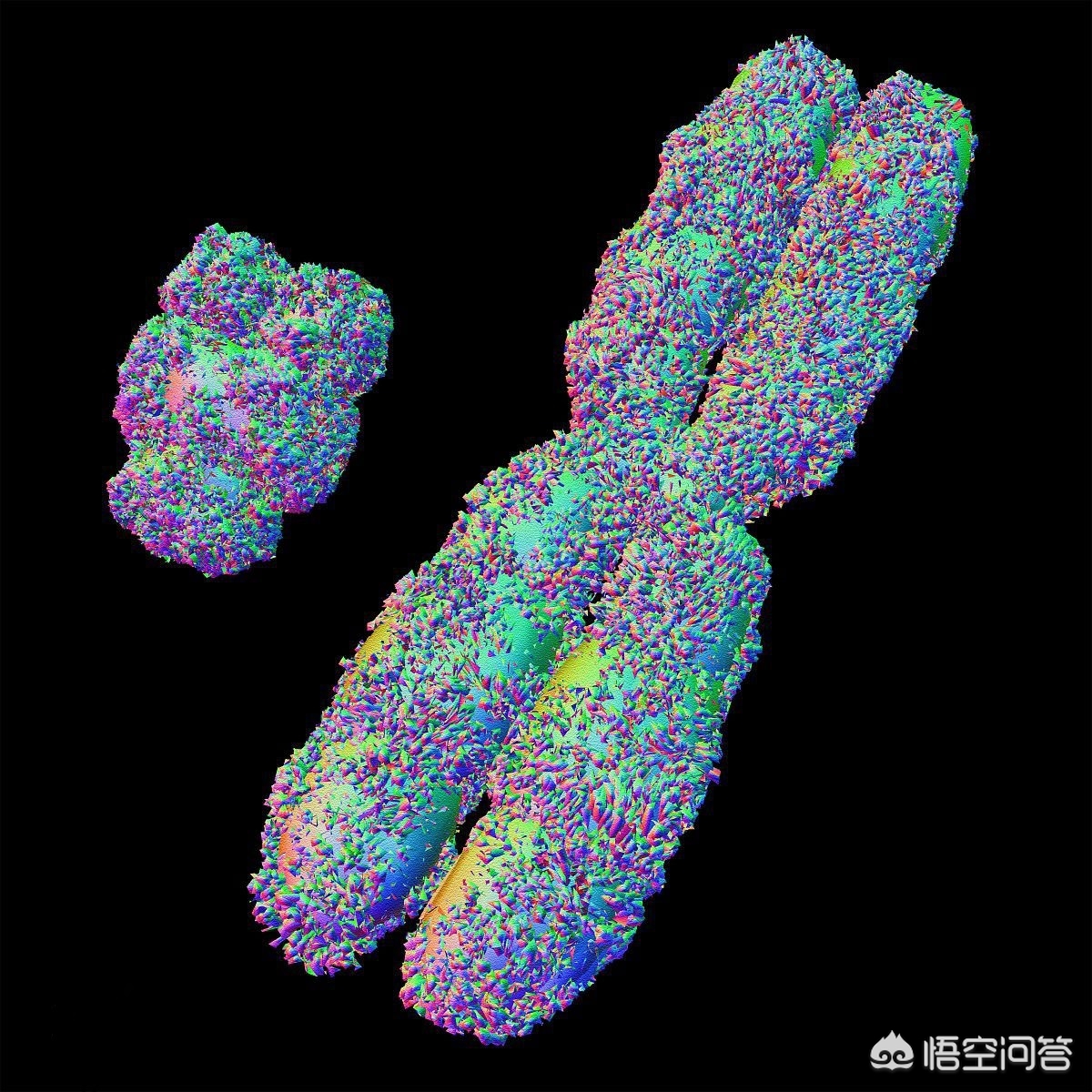 华大基因无创dna提示性染色体偏少,华大基因无创dna检测数值什么意思