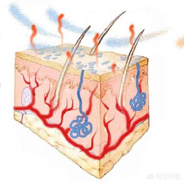 高温中暑时为什么会心慌,高温下就头晕心慌怎么回事