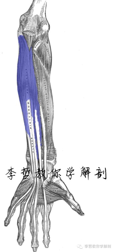 右正中神经在哪里,正中神经手部分支