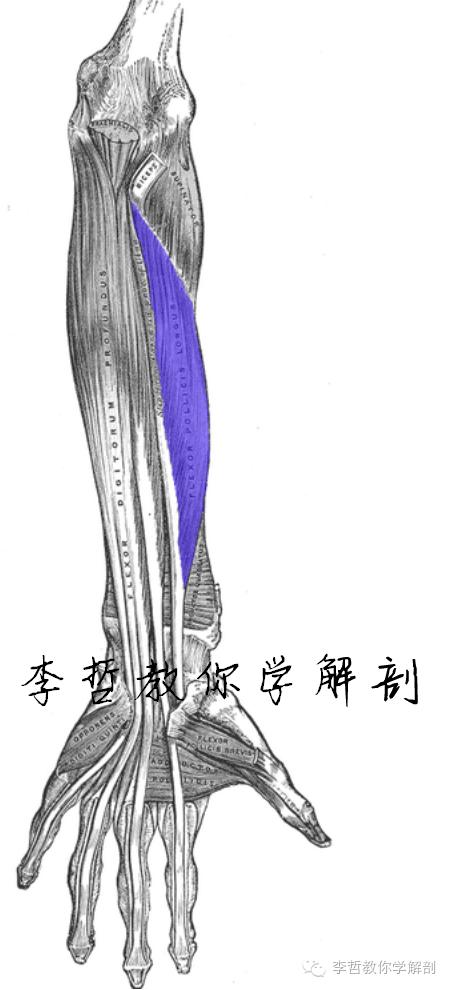 右正中神经在哪里,正中神经手部分支