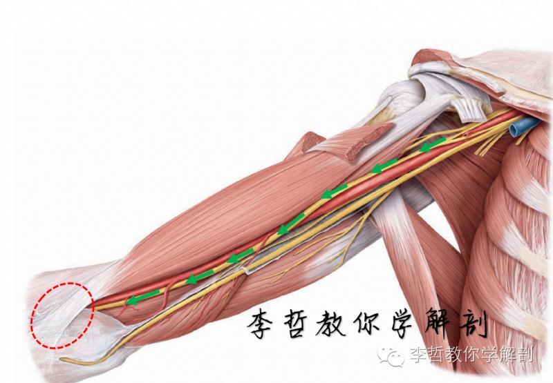 右正中神经在哪里,正中神经手部分支