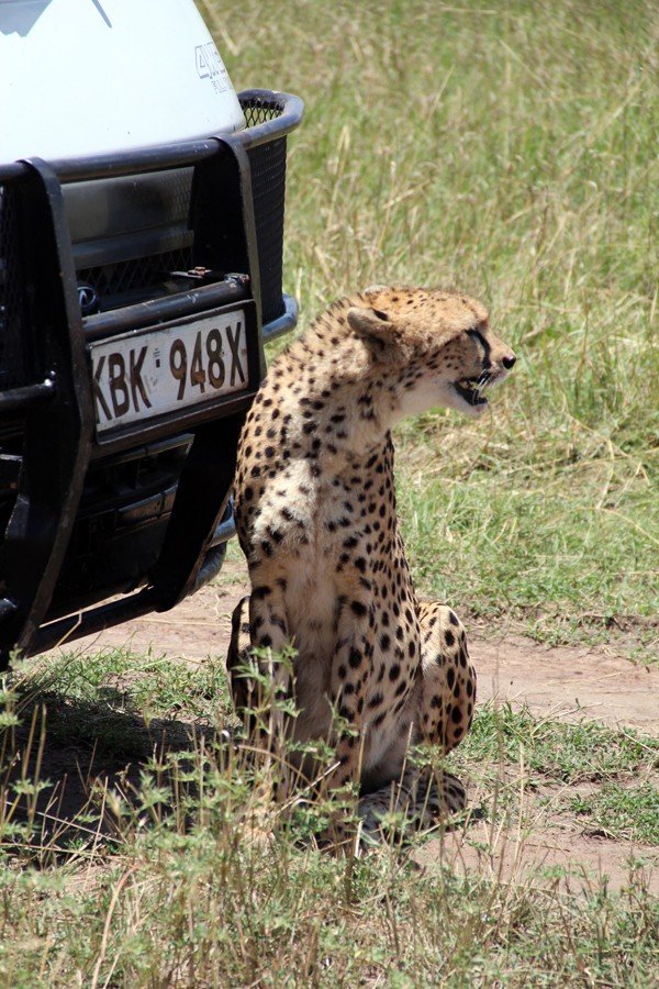 12天肯尼亚动物大迁徙自驾之旅,肯尼亚动物旅行