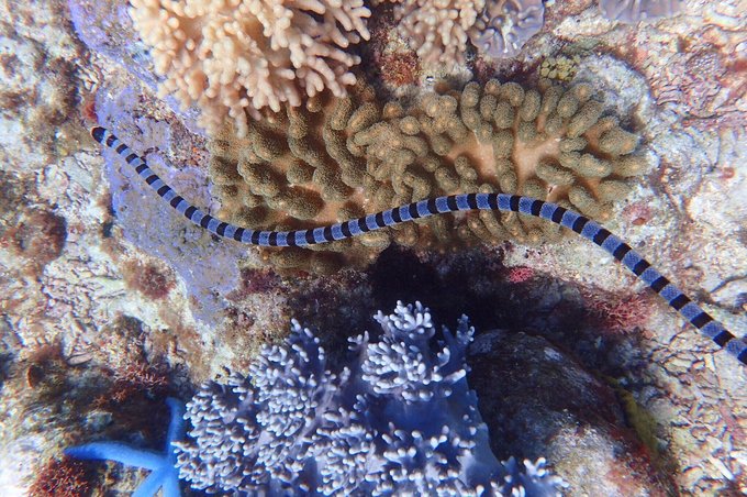 【自助婚纱】菲律宾杜马盖地地区9天8夜蜜月游-详细攻略+大量自拍婚纱照