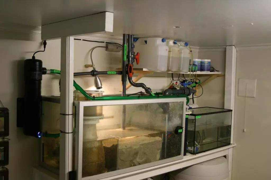 北欧古法缸,记录原生缸养鱼过程