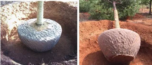 建迪士尼过程,迪士尼建造管理