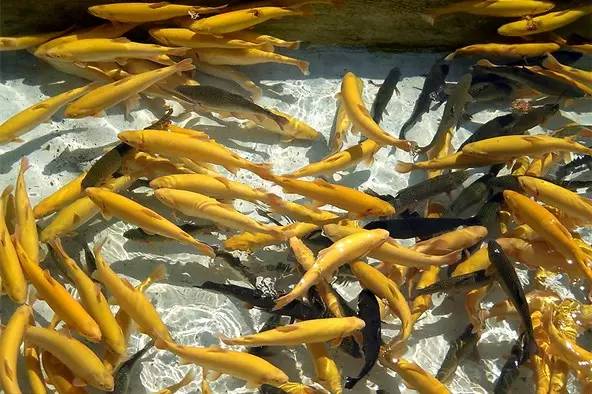 淡水三文鱼和虹鳟鱼的区别,三文鱼和淡水虹鳟的区别