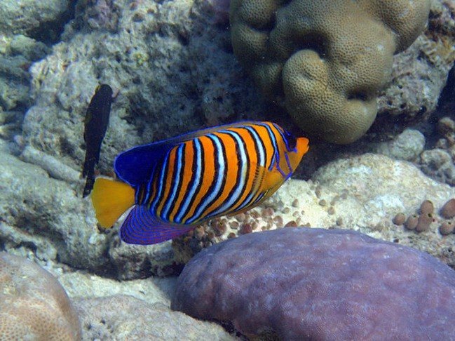 马尔代夫莉莉岛怎么玩,马尔代夫莉莉岛出海项目