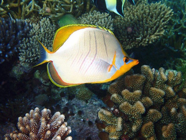 马尔代夫莉莉岛适合几月份去,马尔代夫莉莉岛旅游攻略