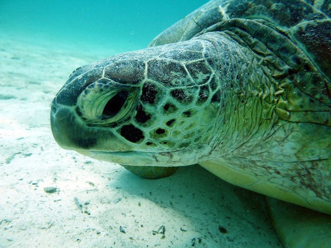 马尔代夫莉莉岛怎么玩,马尔代夫莉莉岛出海项目