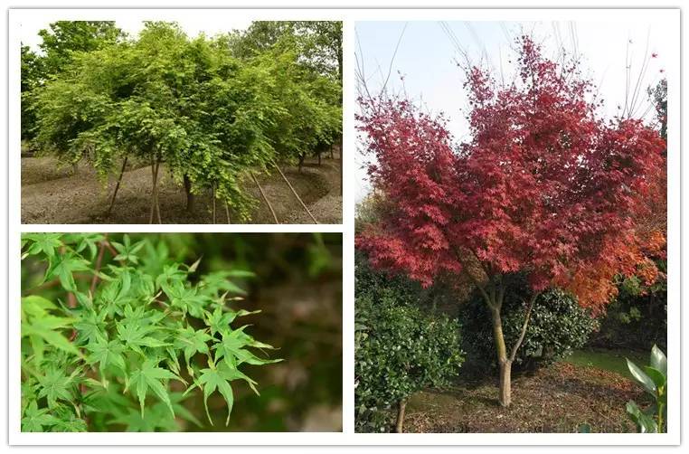 鸡爪槭和红枫长一样么,鸡爪槭和红枫长一样