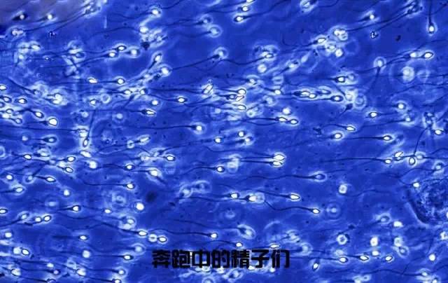 造人计划之前需要做的事,造人计划必须做的事