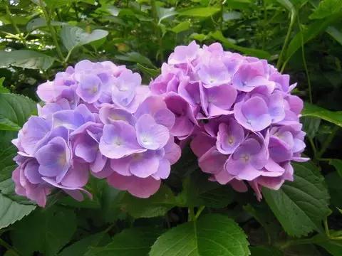 现在的日本是什么样的,现在的日本广岛什么样子