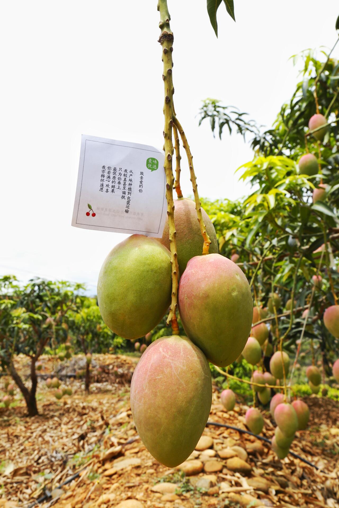 攀枝花最好吃的料理,攀枝花料理