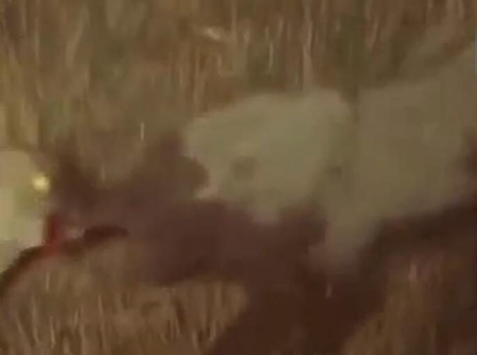 鬣狗吃小象的真实视频,鬣狗吃掉小象