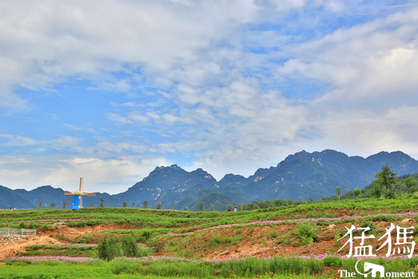 美爆了！国贫村成花海：鲁山34户贫困户，都成了景区大股东