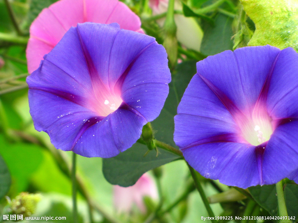 牵牛花的种子入药有什么效果,牵牛花的药物作用