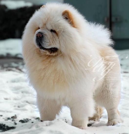 松狮霸气图片,松狮犬的特点有哪些